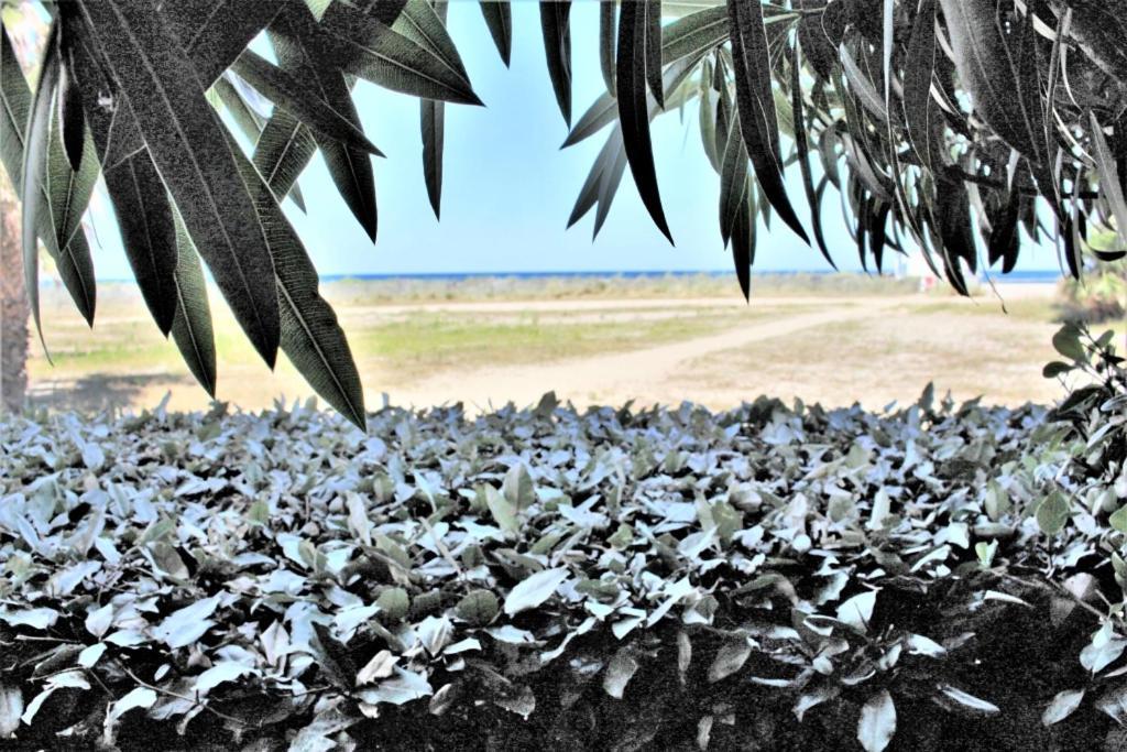 Mer Er Plage 403 Saint-Cyprien  Exteriér fotografie